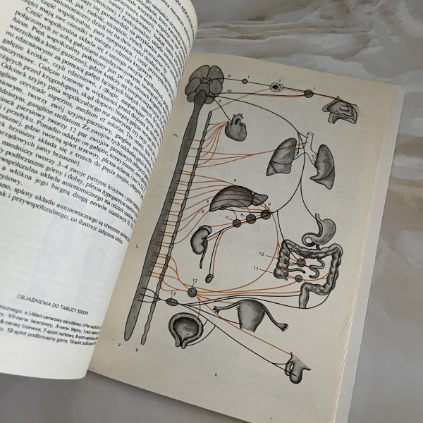 Mały atlas anatomiczny - Witold Sylwanowicz