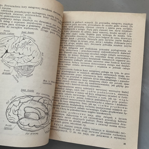 Zarys psychologii - Tadeusz W. Nowacki