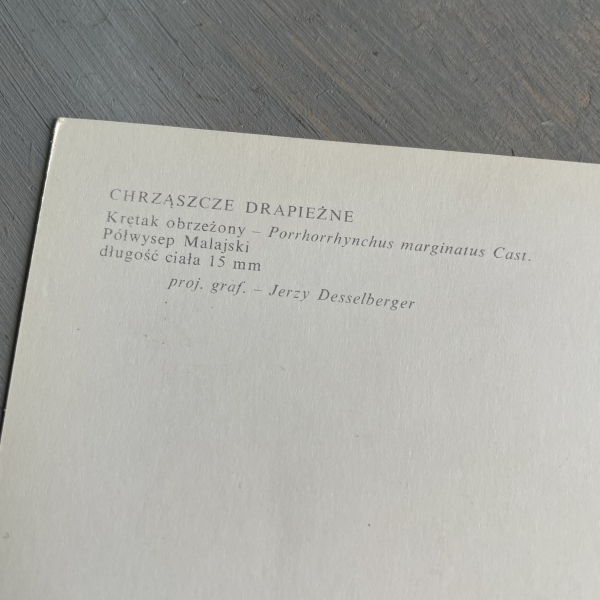 Chrząszcze Drapieżne - Krętak Obrzeżony - pocztówka - Jerzy Desselberger