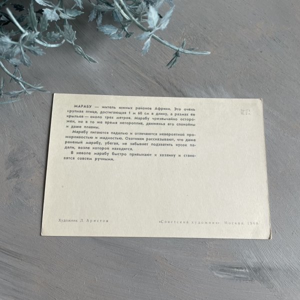 Ptaki Marabut - pocztówka rosyjska - 1968