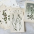Zestaw 12 rycin botanicznych - lata 50. - 80.