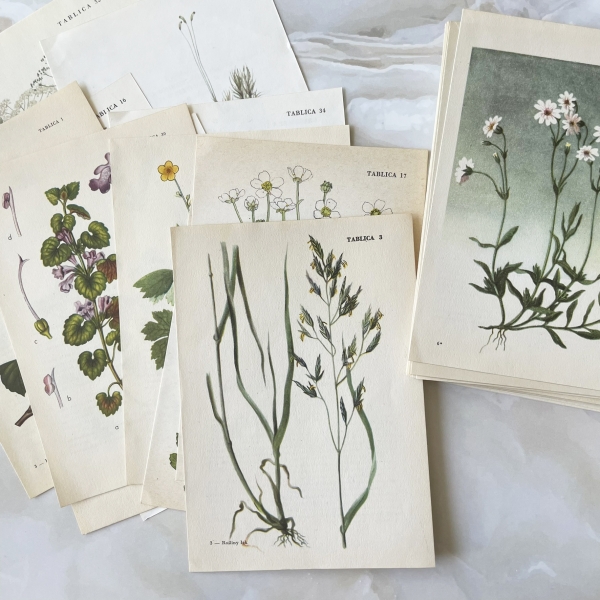 Zestaw 12 rycin botanicznych - lata 50. - 80.