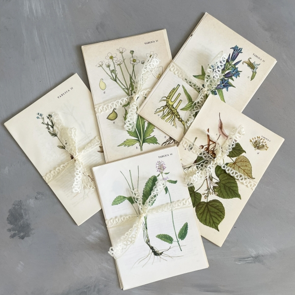Zestaw 12 rycin botanicznych - lata 50. - 80.
