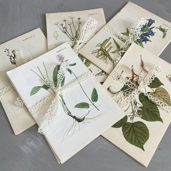 Zestaw 12 rycin botanicznych - lata 50. - 80.